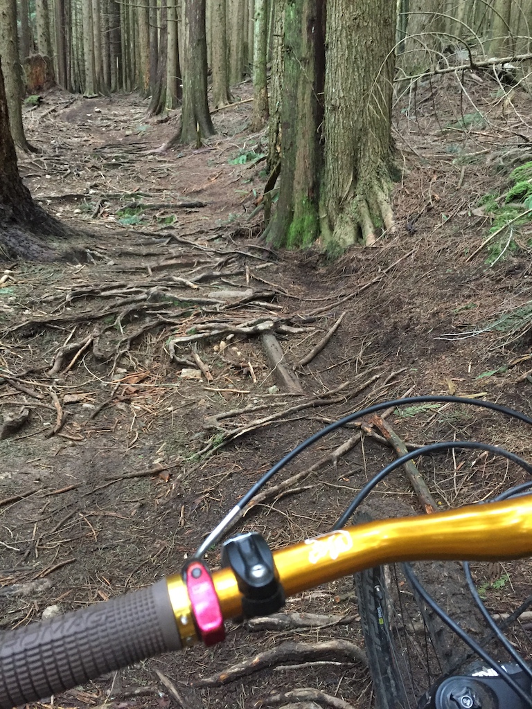 Fromme Climb, the old skid road.