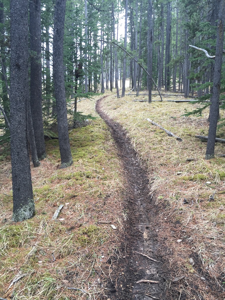 Trail Shot- nice steep single track