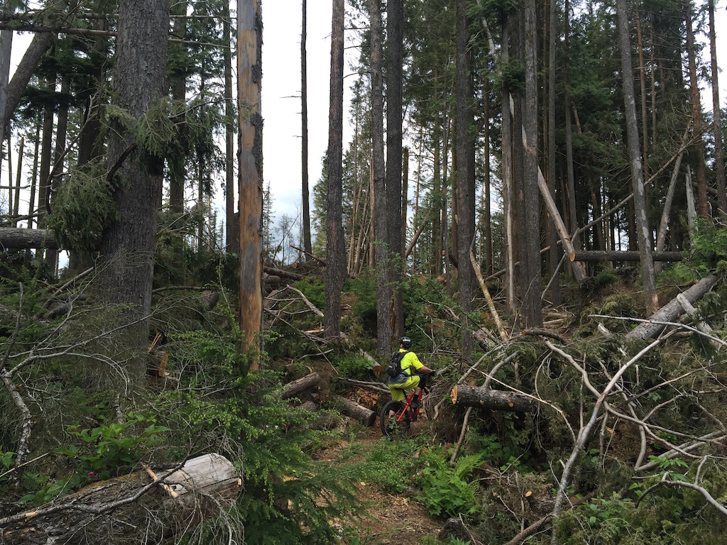 Pausing for a moment in the recent blowdown on Time Killer in Sumas. All cleared so you can ride through, but still a wild sight.