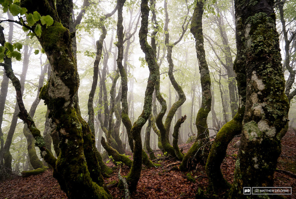 La Bresse has some beautiful woods. The twisted tress of the alpine  are enchanting when they are cloaked in fog.