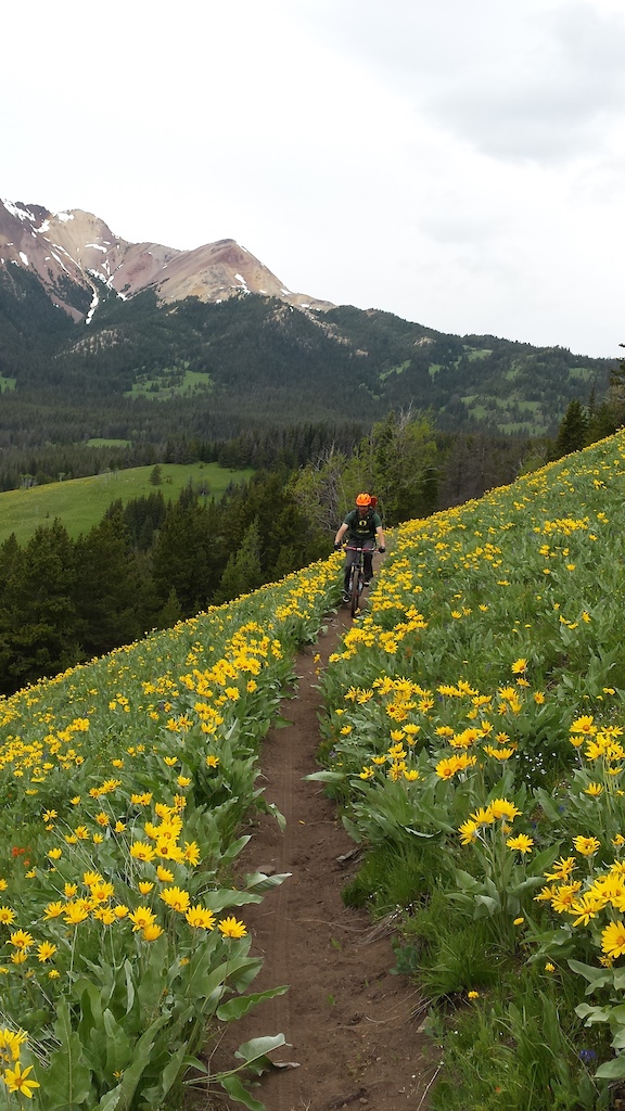 Baslam Root wildflowers are in full bloom on Gun Meadows trail right now
