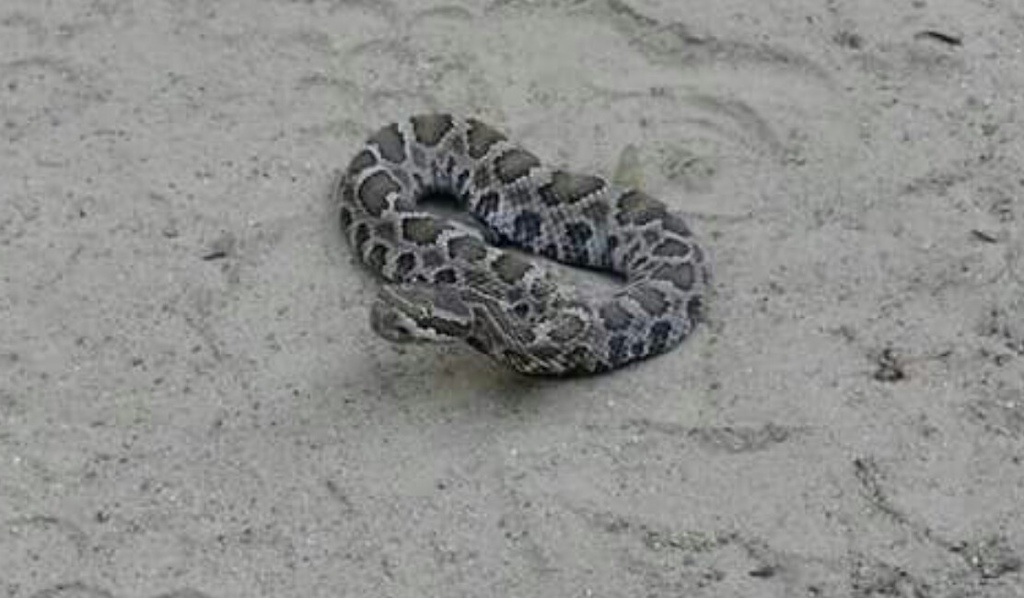 Was standing over this baby rattler on my ride this morning. Didn't
 know it til I moved.