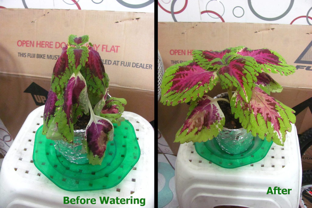 Watering Befor &amp; After