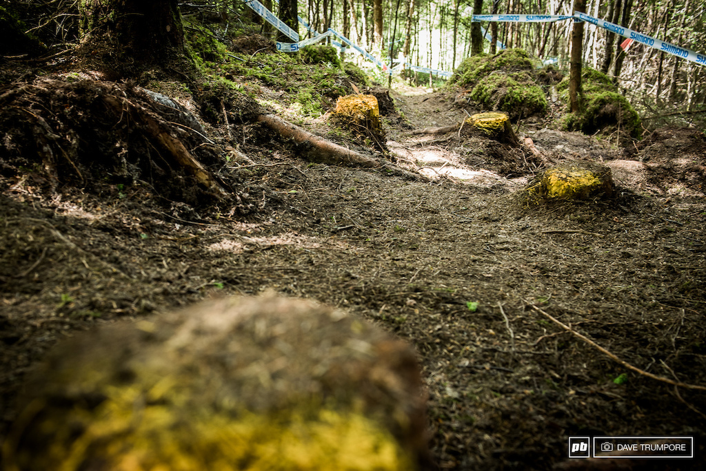 We have a new woods section this year, littered with stumps and filled with perfect loamy hero dirt.