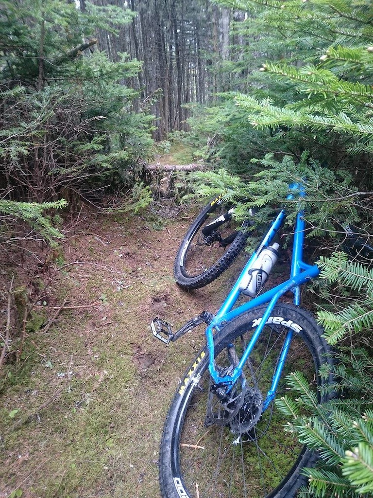 Tree decided to fall down overnight on this dh section. Needless to say I ate shit :lol: