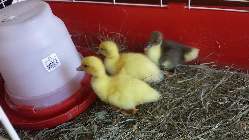 New ducks for the ranch