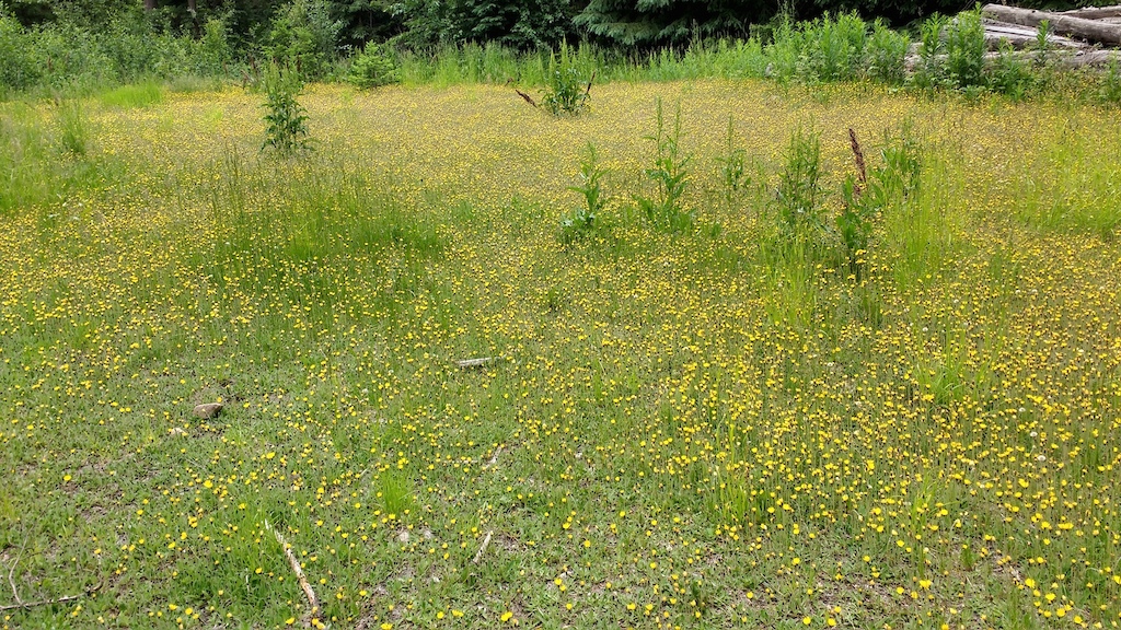 Wildflowers on the Meadow Lake trail.