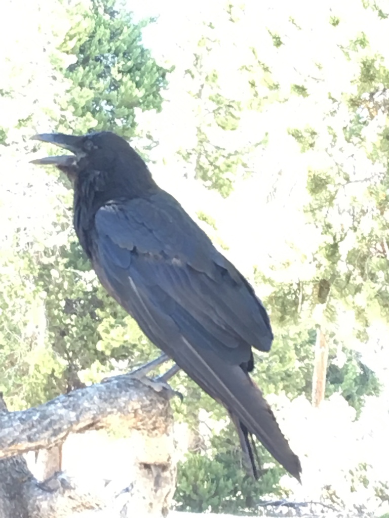 This huge raven opened 4 zippers on my tank bag to find my snacks. It was in the process of trying to open the bag of nuts/m&amp;ms when I approached. It flew less than 2 meters away and watched while I at the rest of the treats in front of it.