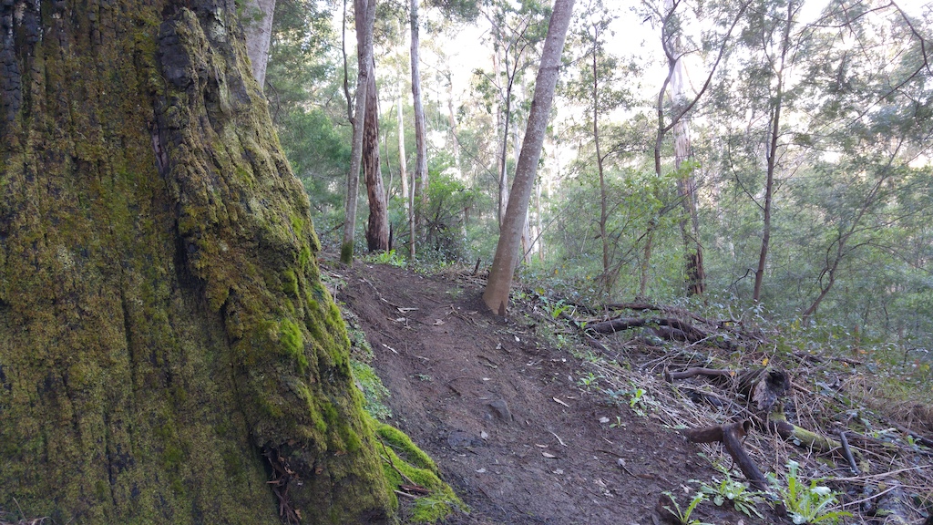 Mossy Karri stags along Nationals trail
just above the granite rock cluster.