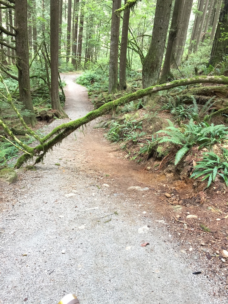 Small tree crossing trail, can be cut with hand saw. MV has been informed.