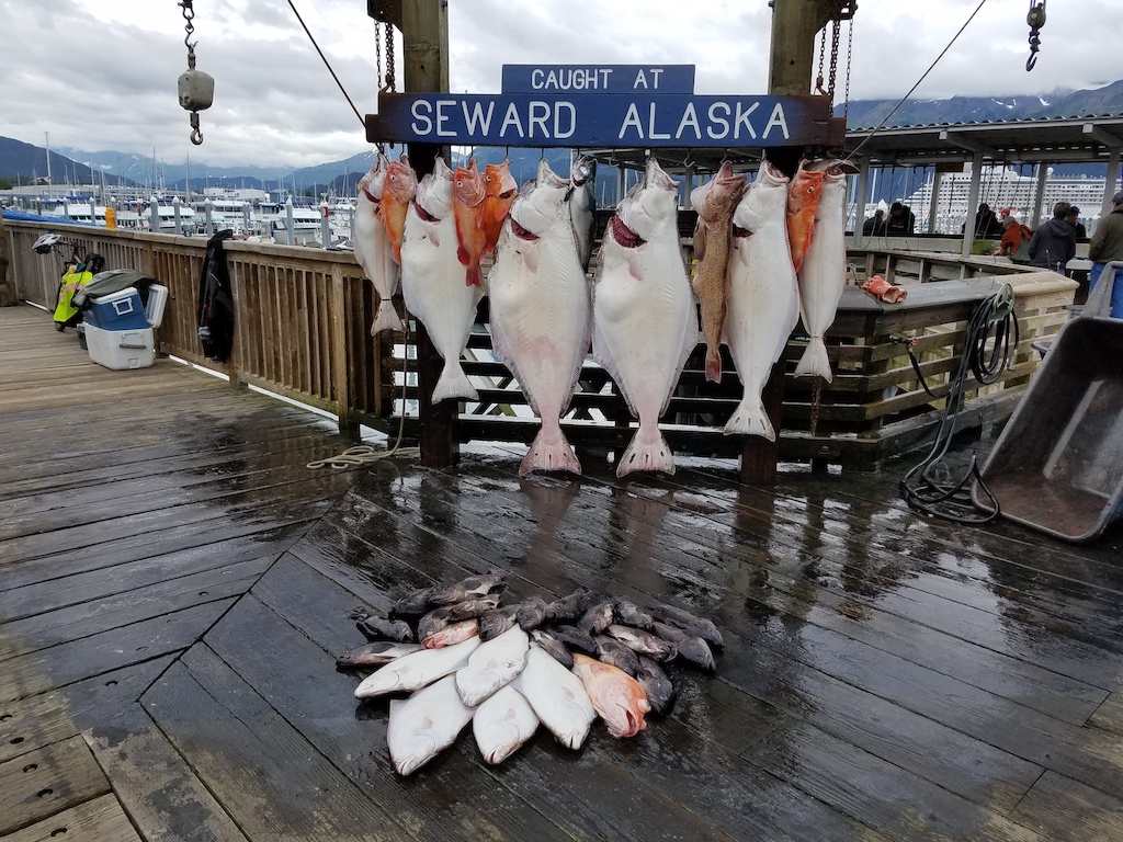 Day charter in Seward turned out pretty good! Four foot seas, 10 knot
 winds, lots and lots of fish.