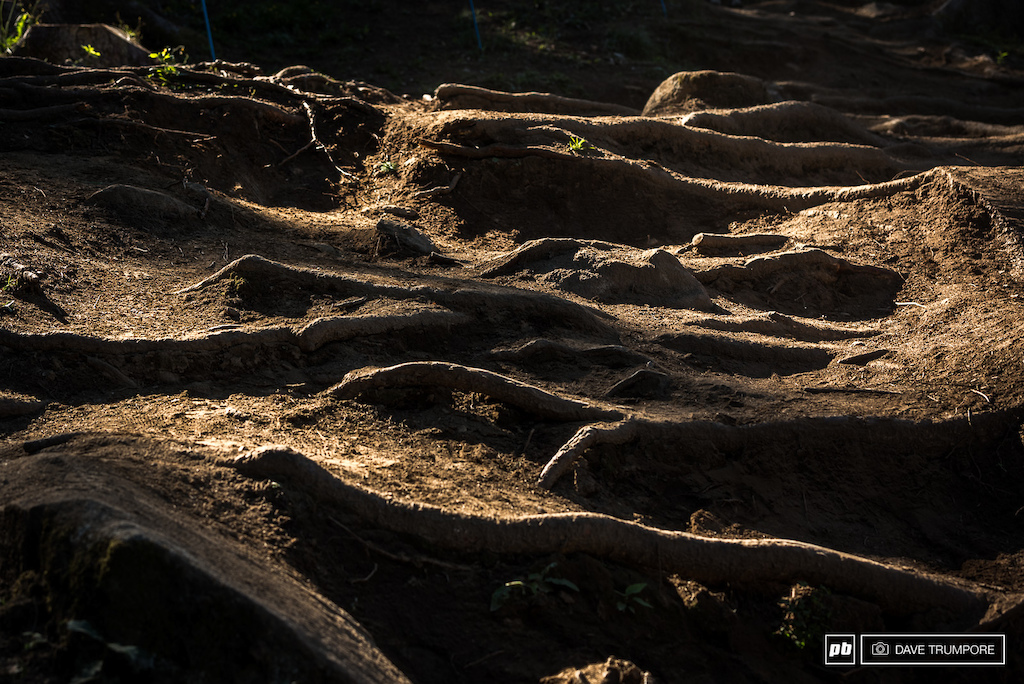 As the dirt gets pushed away more and more each year the roots just grow that much bigger.