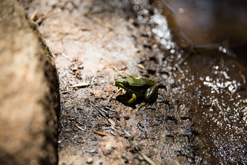 Vallée Bras-du-Nord is a frog's paradise. PHOTO: Ben Gavelda