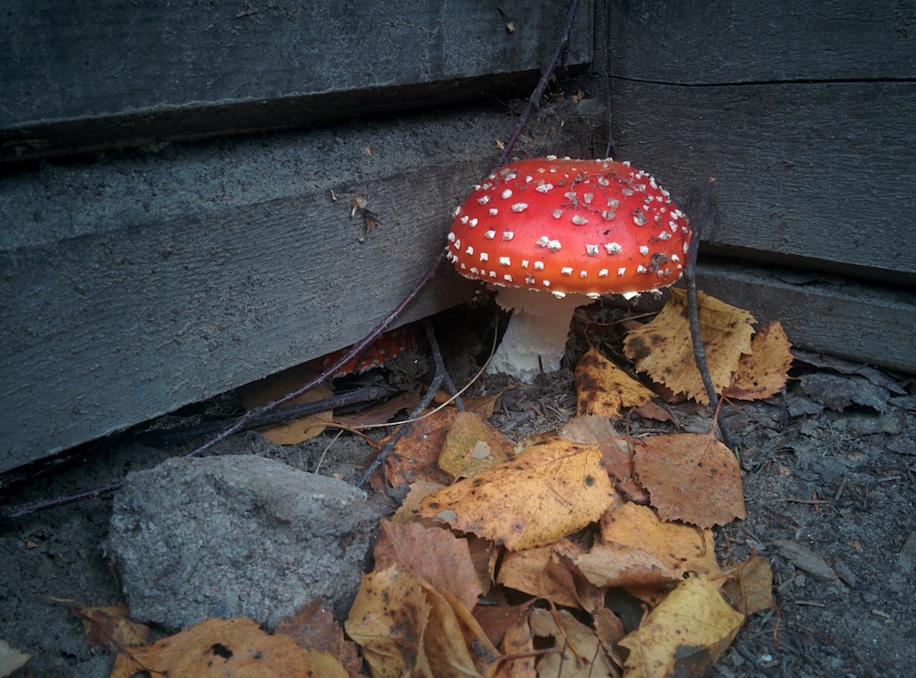 Fancy and potentially poisonous mushroom