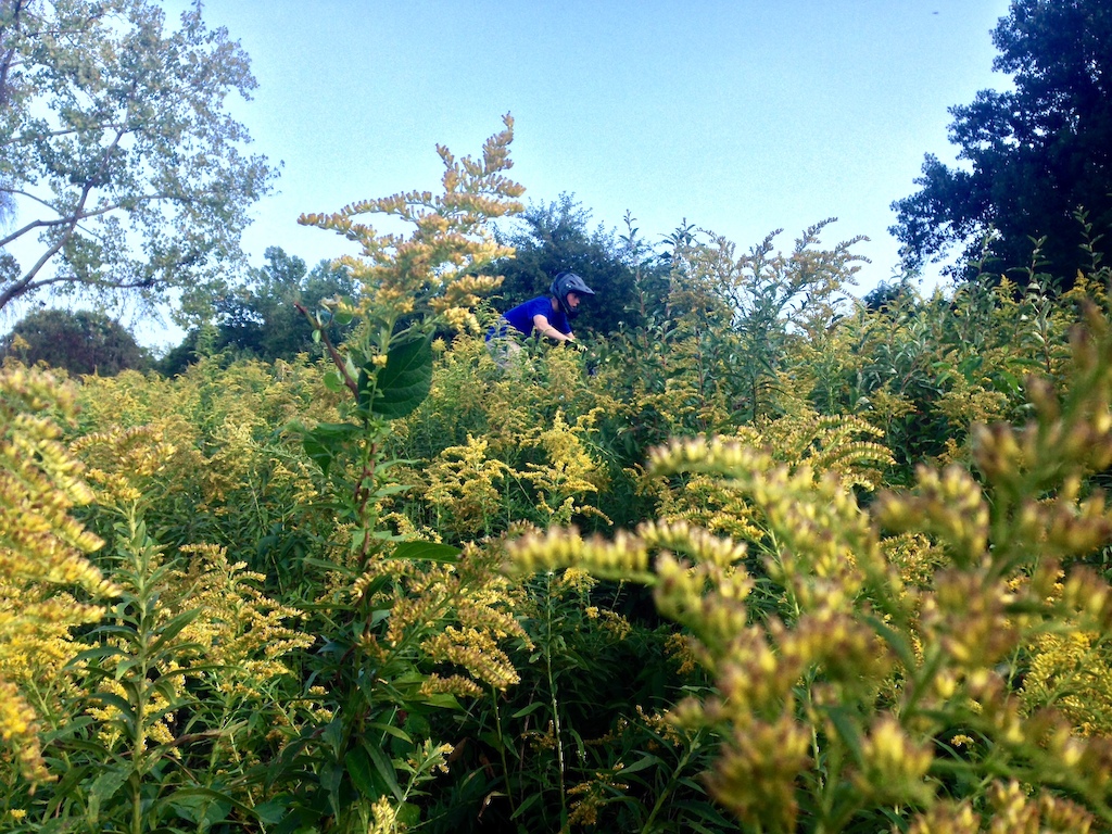 Riding in a thick field of September's golden rod