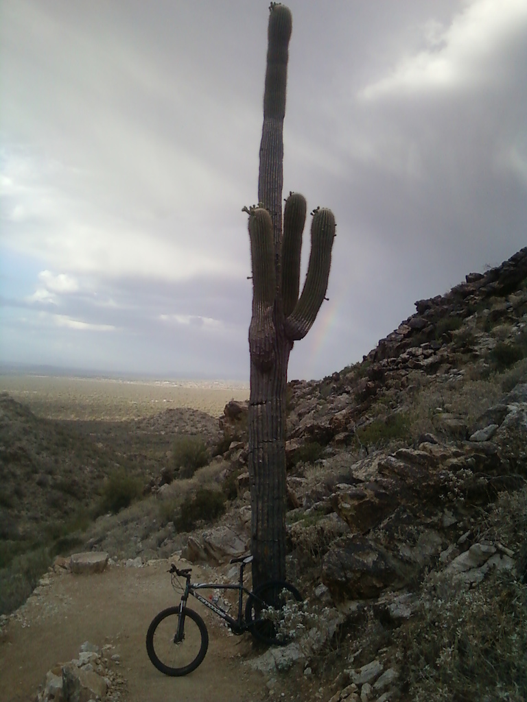 Trail near Phoenix, cactus is at least 25+ feet high