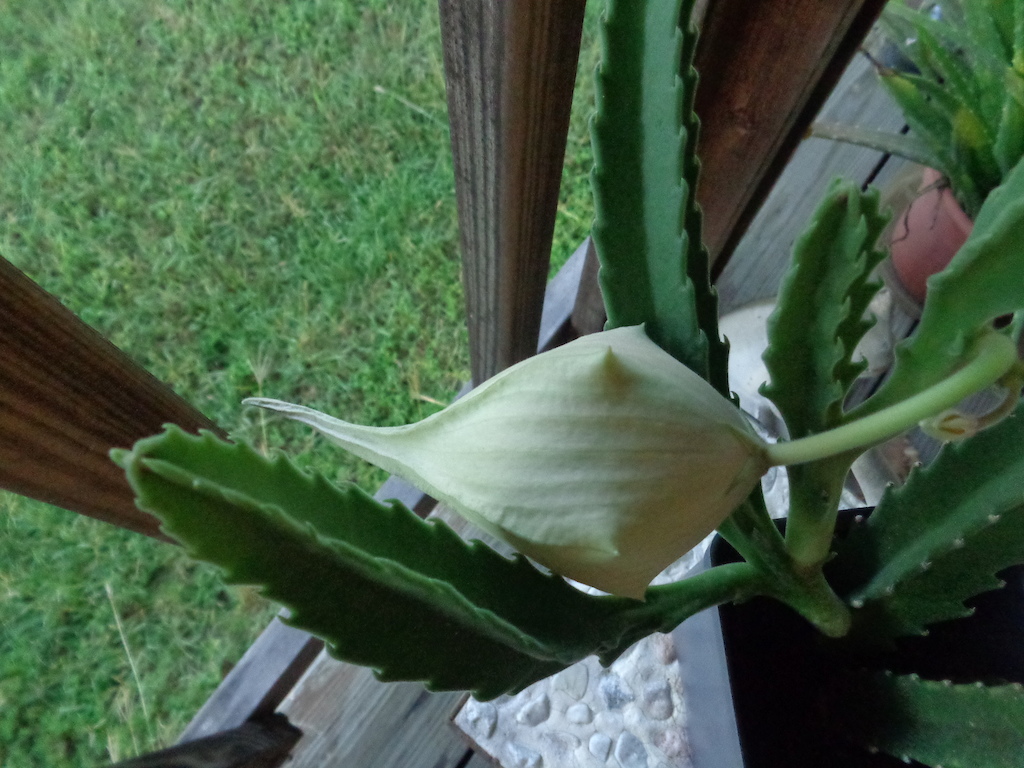 Huge bloom on my cactus about to open soon...