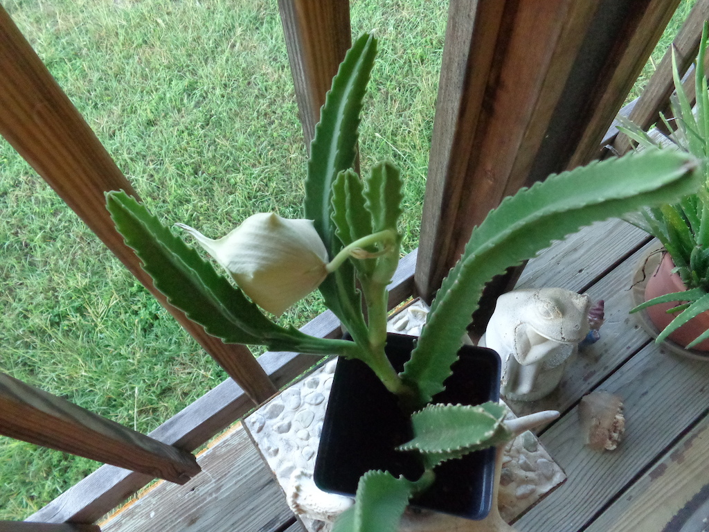 Huge bloom on my cactus about to open soon...