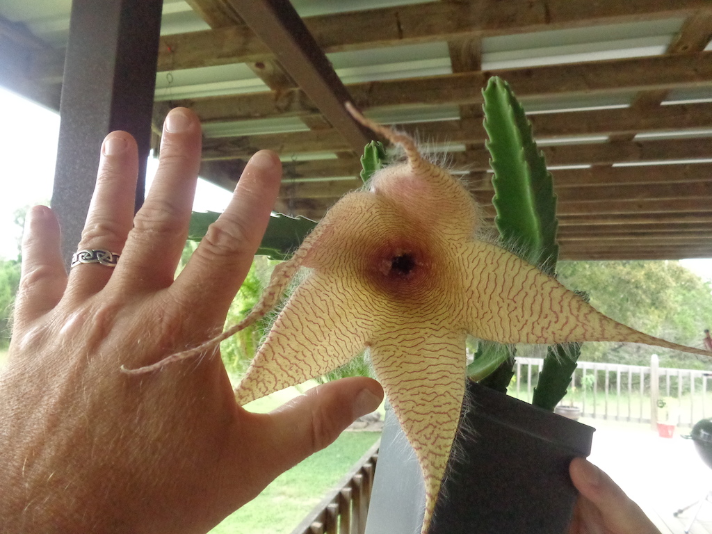 Giant Hairy Starfish Flower or Carrion Flower...
It finally bloomed!!!