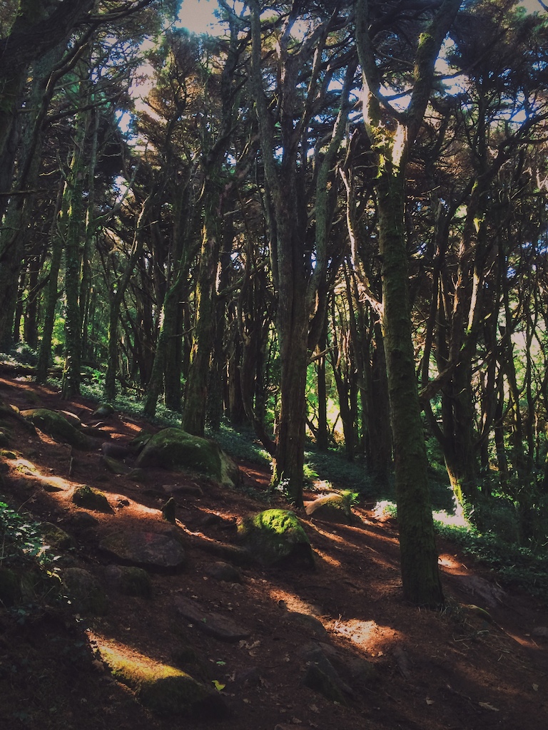 Trilho da Viúva (Widow trail) located in Sintra forest