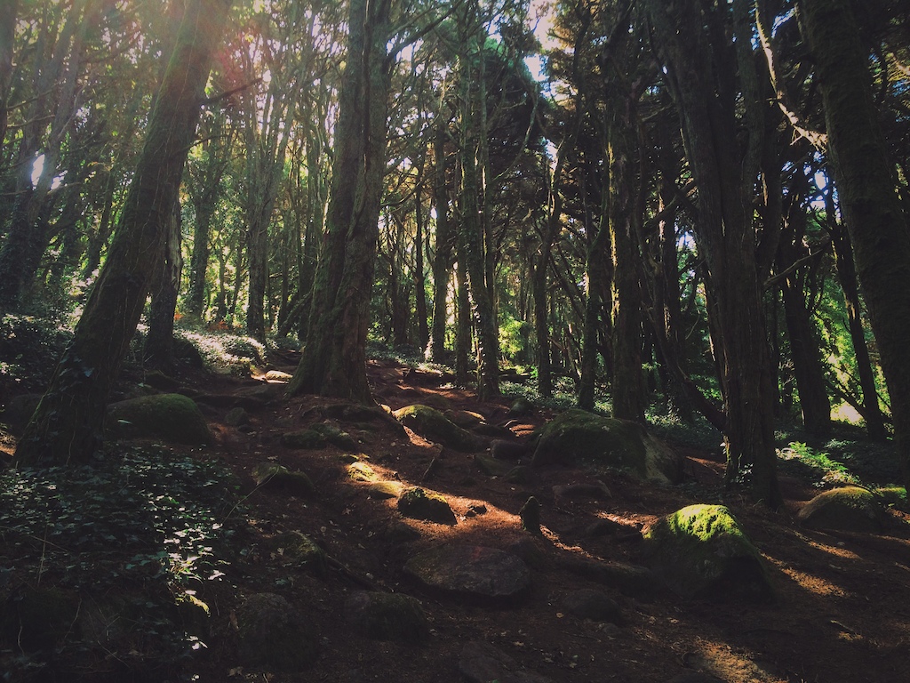 Trilho da Viúva, downhill track along the mystic trees in Sintra forest