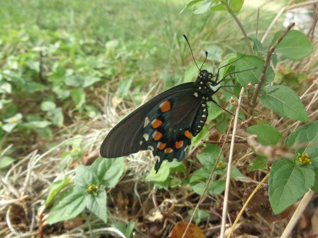 butterfly in my yard