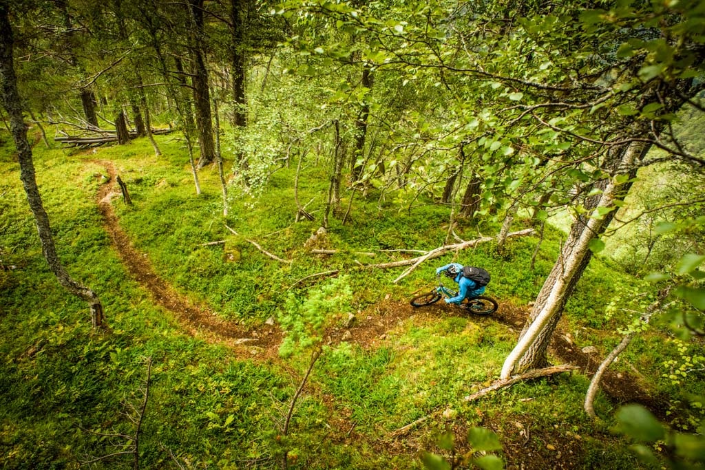 Perfect forested singletrack leading to the fjord
