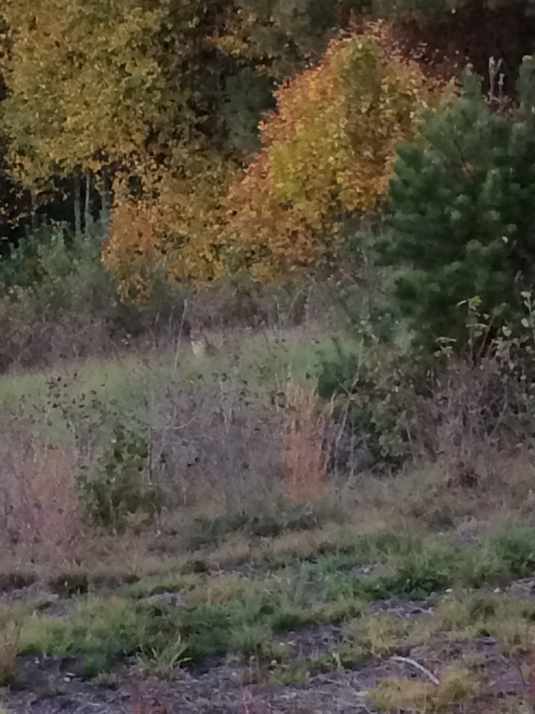 Bobcat... hard to pick out from the weeds