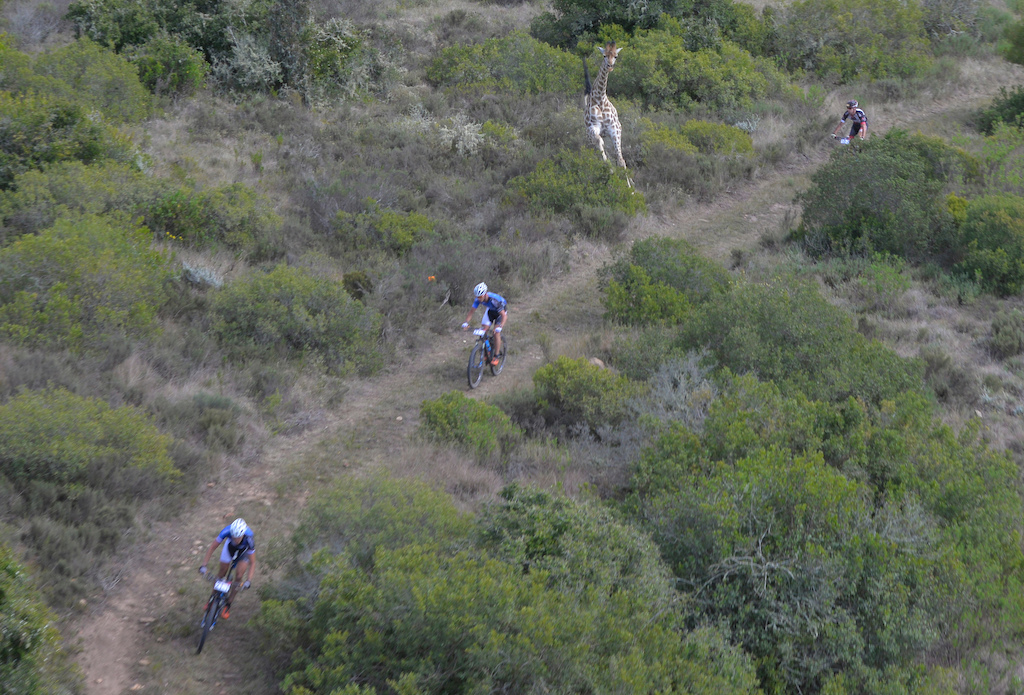 Stage 1 of the Cape Pioneer Trek international stage race in South Africa took riders through the Gondwana Game Reserve where some competitors had a close encounter with a giraffe.
Photo credit: www.zooncronje.com
