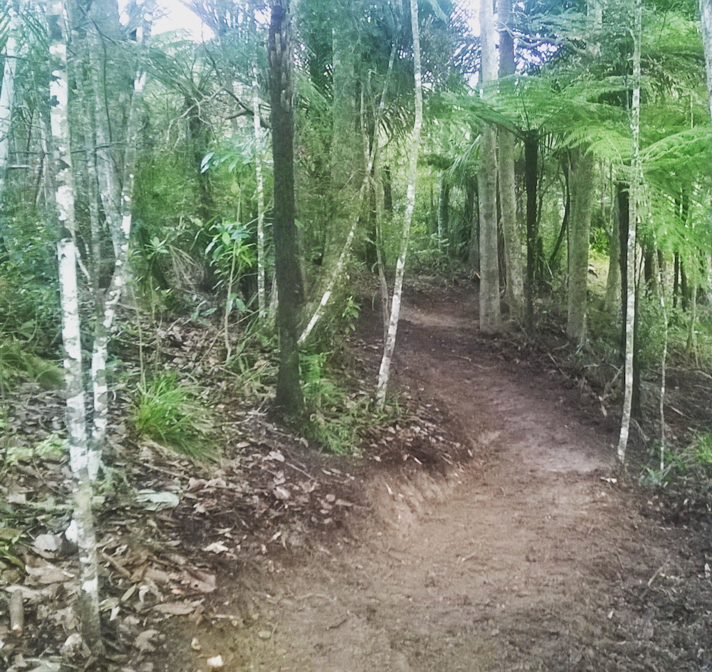 Maraetai Forest. Native single track