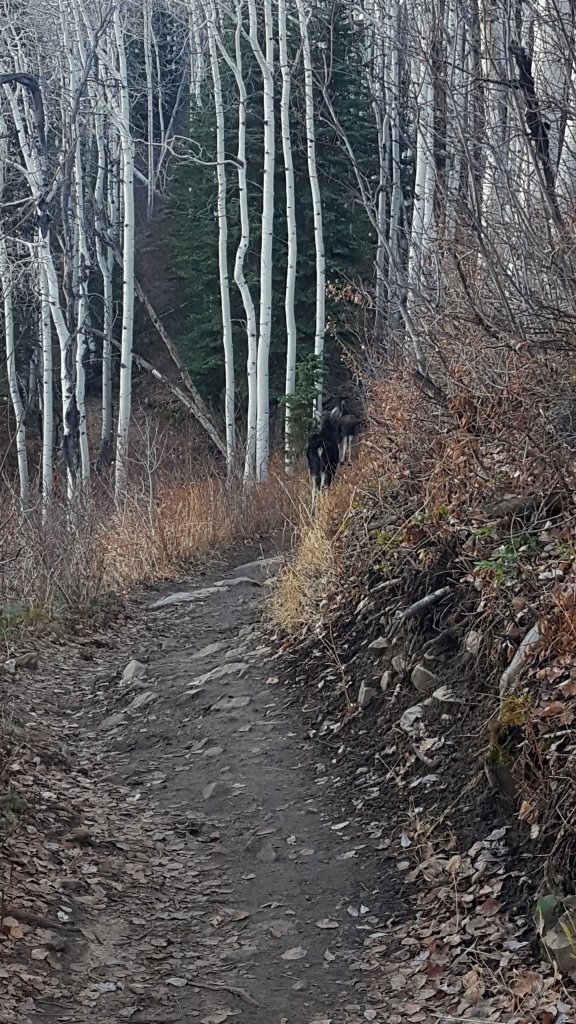 Moose on the trail