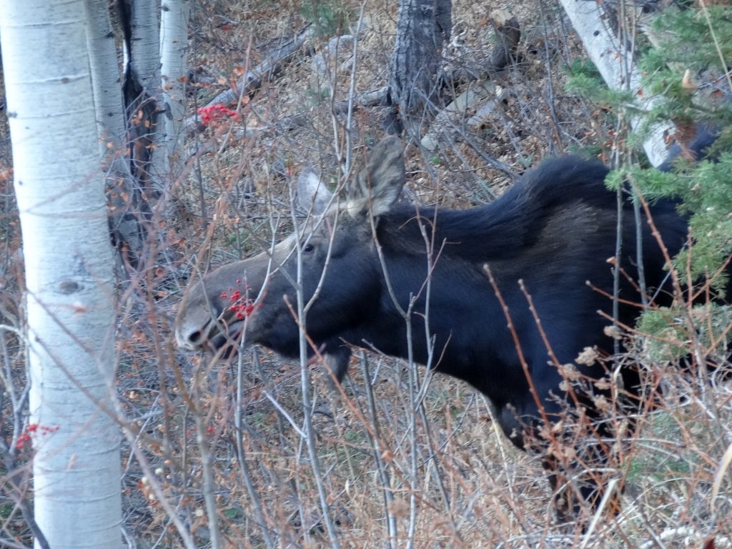 Moose near the trail