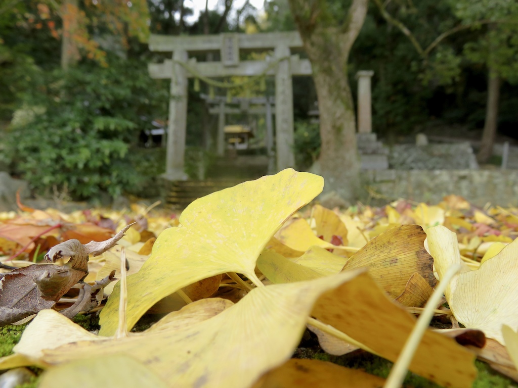 The Icho, or Ginko leaves resting on a bed of spirituality!