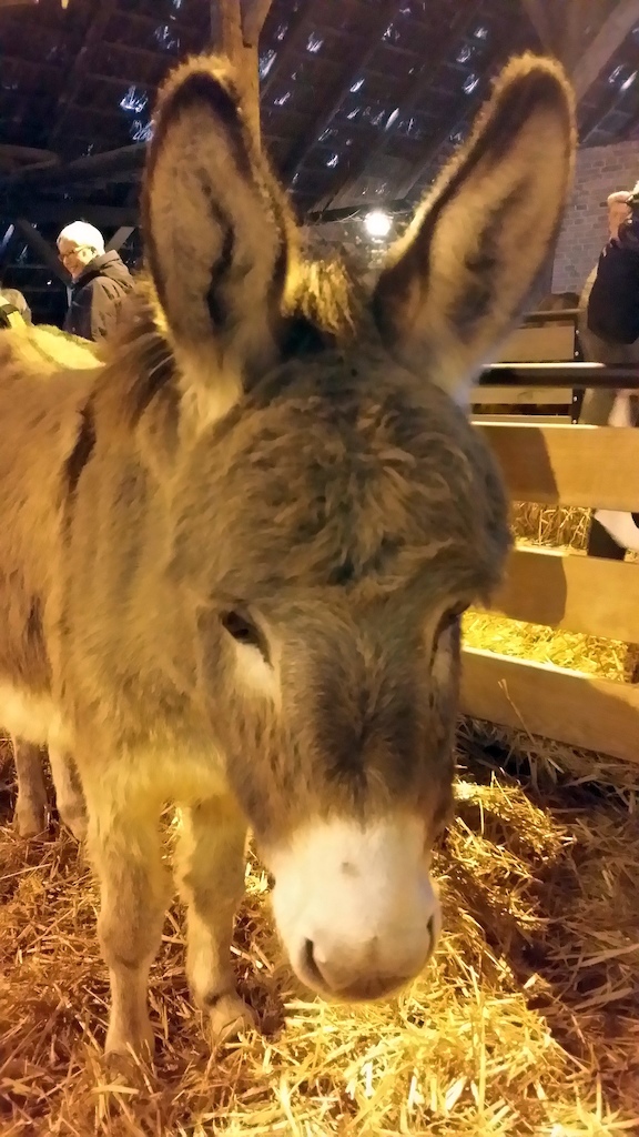 Donkey at St. Nicholas market, Cloppenburg