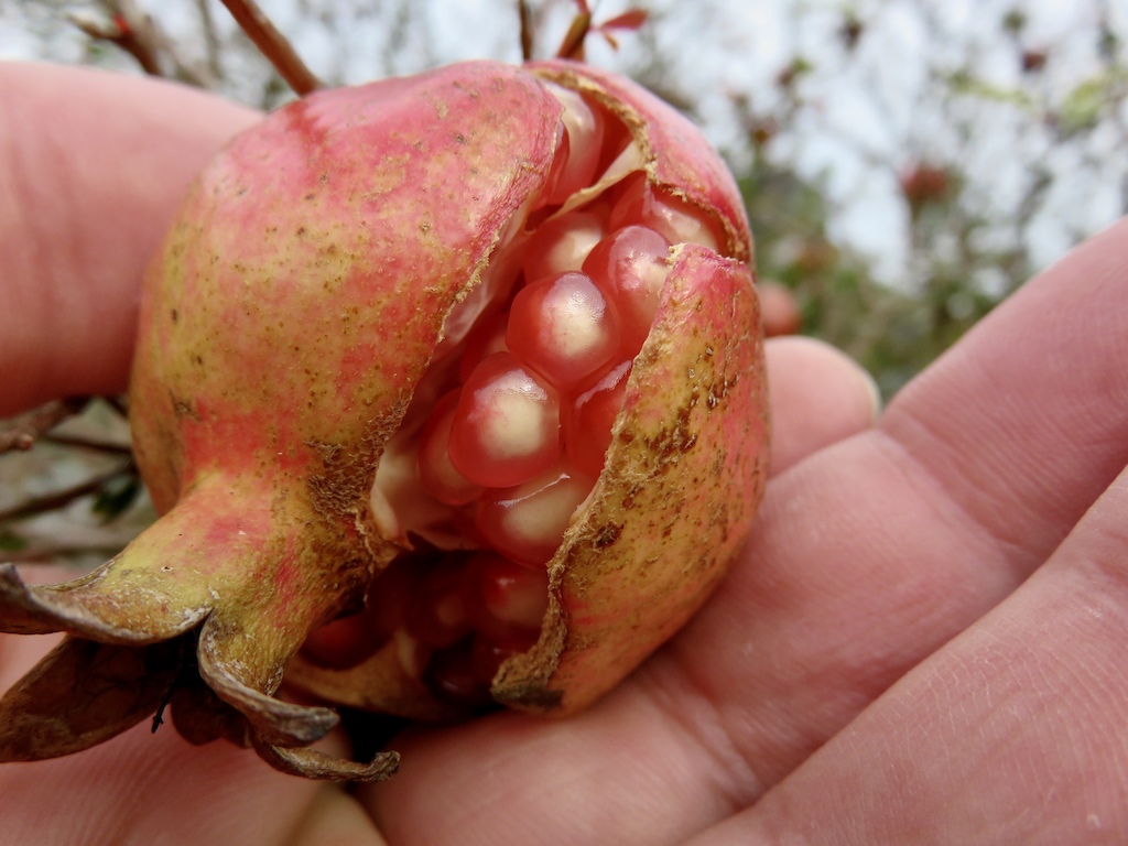 Cool, a natural little pomegranate maybe once planted for its vital energy but its been left for the animals to flourish with!