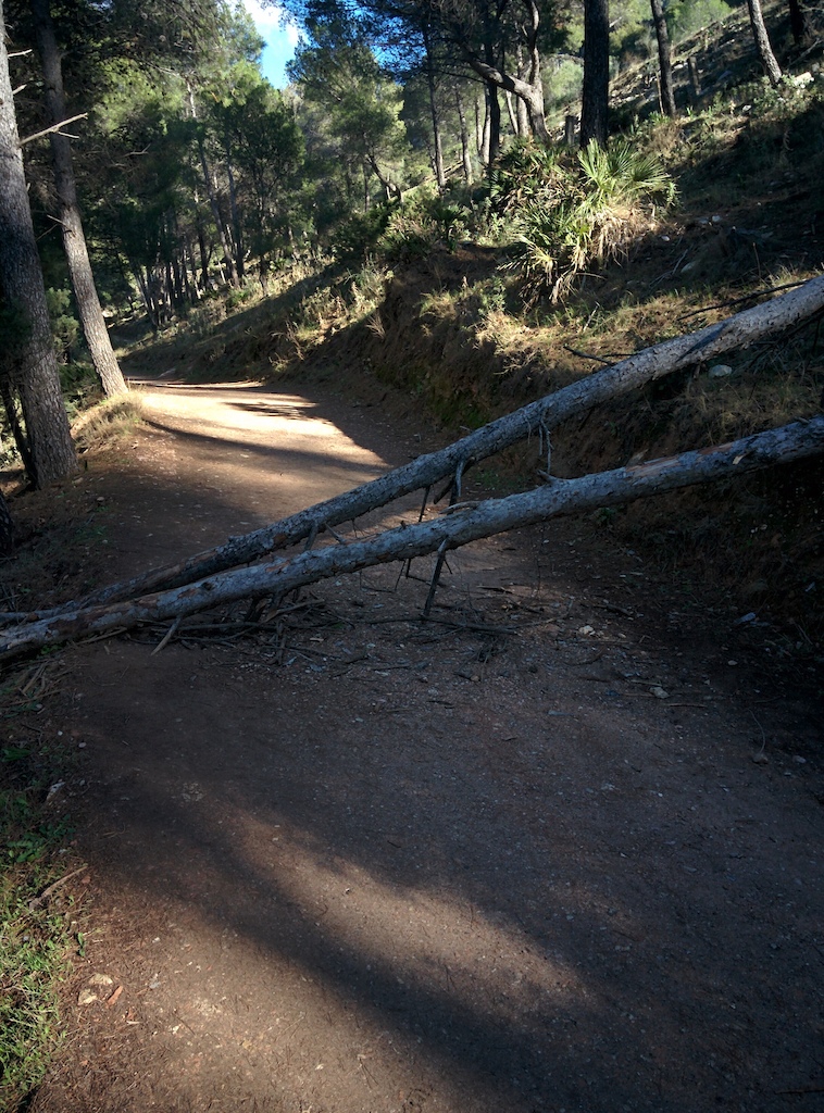 Fallen trees on trail