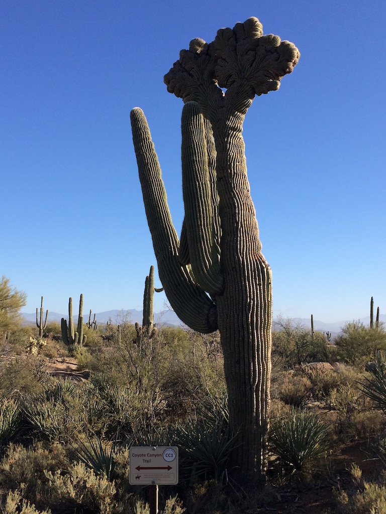 Crested Saguaro on the Coyote Canyon