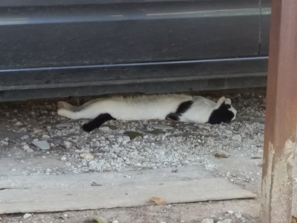 Jaster cat napping under the wife's suv.