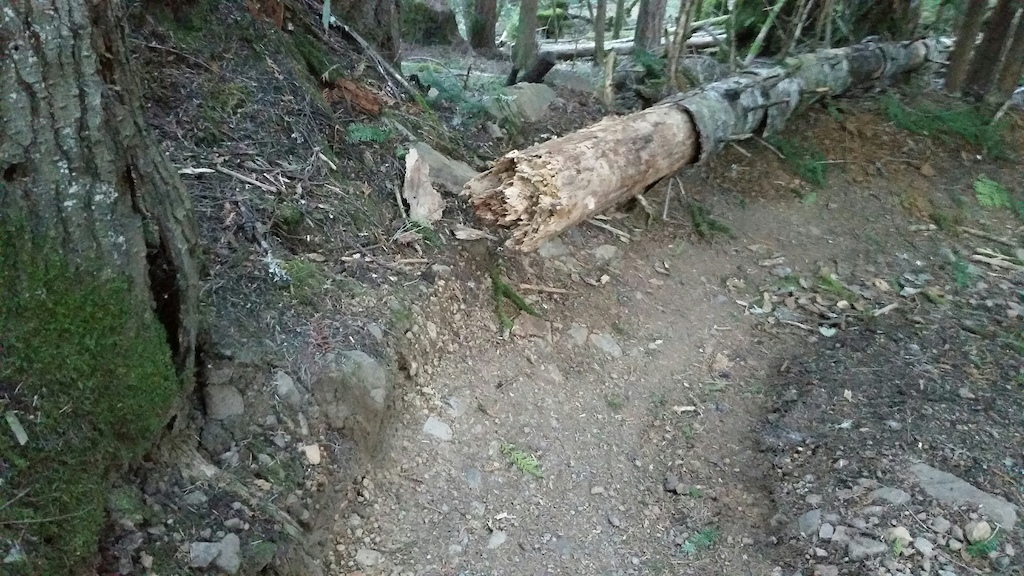 Rotten tree blown down in recent storm partially blocking the trail.