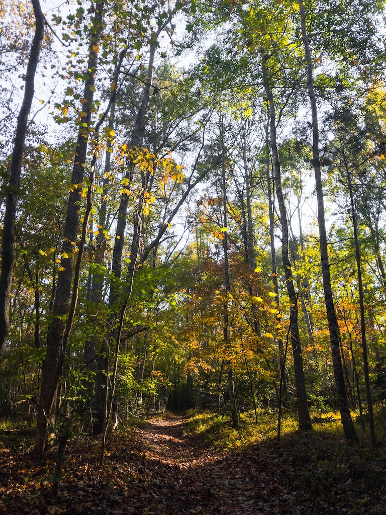 Looking up the centerline trail in the middle of fall colors.