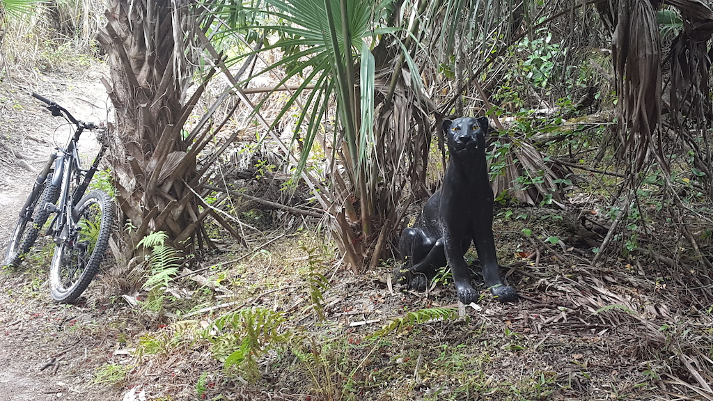 Florida Panther.  ;)