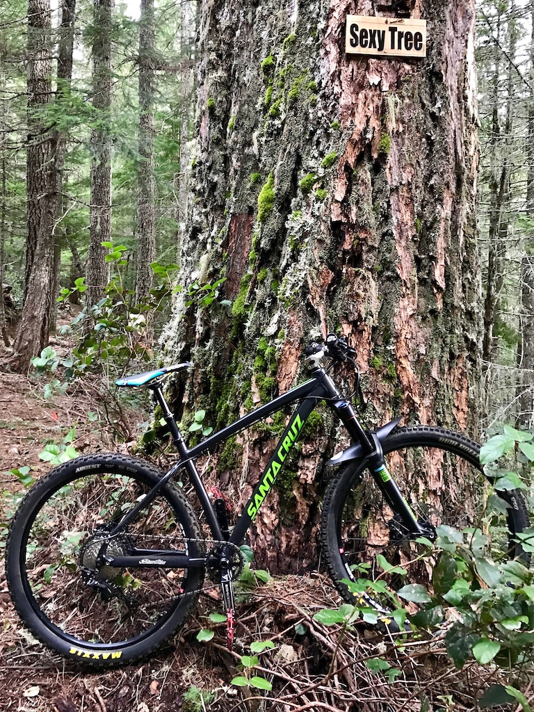 Alsea Falls - Sexy Tree