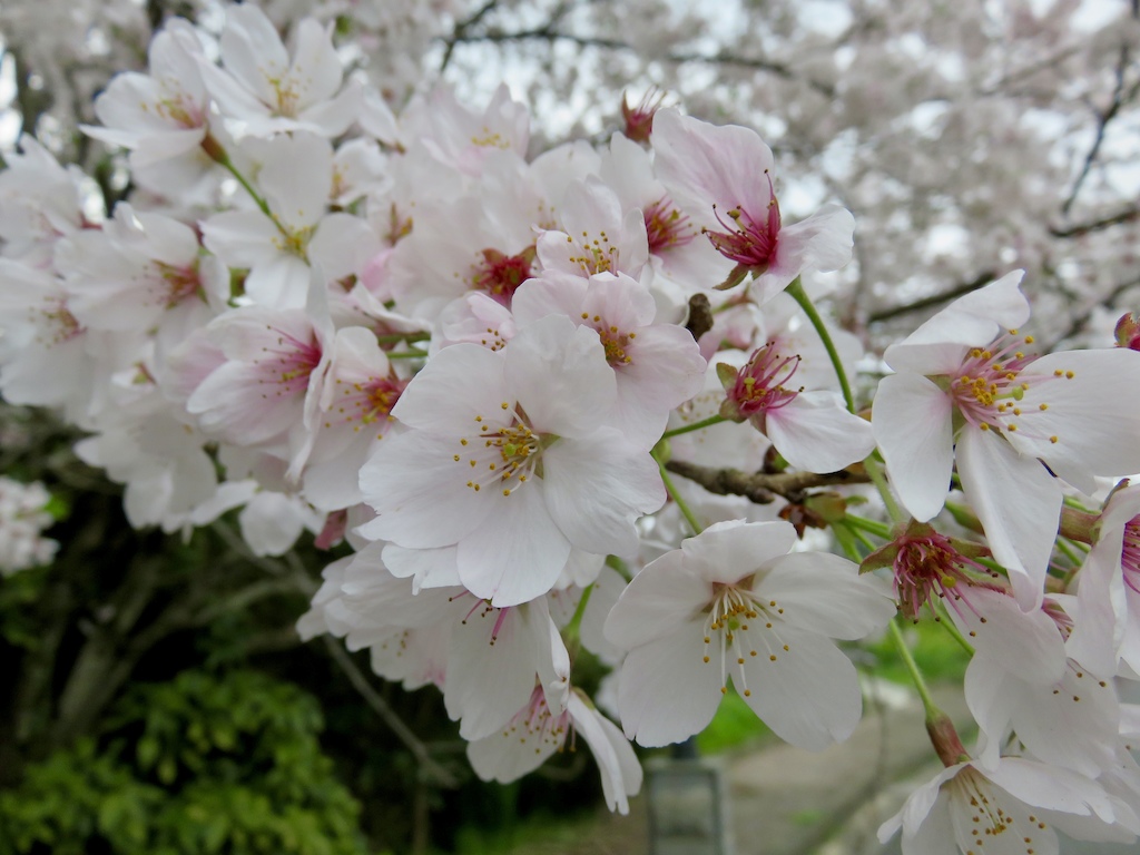 A touch of spring as the Cherry blossoms reach full bloom on a gloomy rainy day!