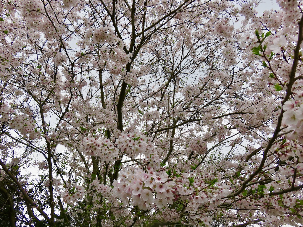 A touch of spring as the Cherry blossoms reach full bloom on a gloomy rainy day!