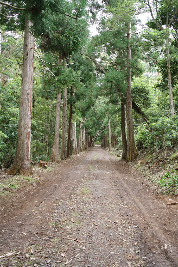 Caminho de acesso Florestal do Alto