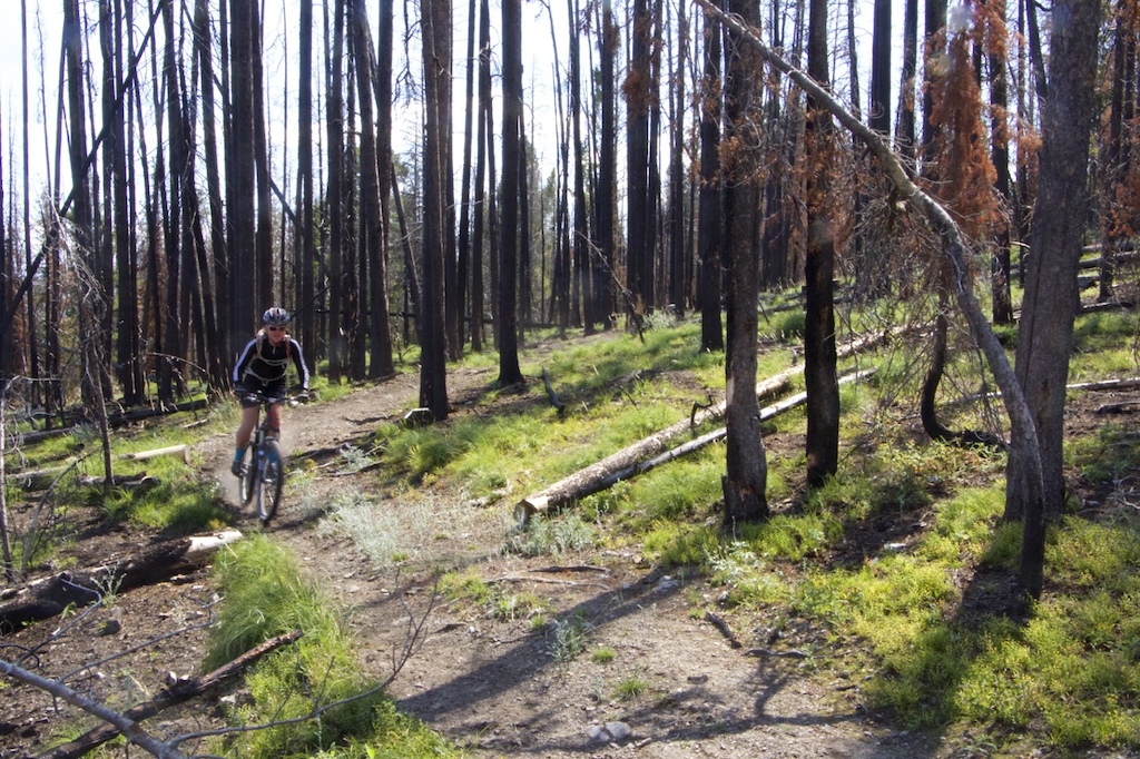 Butcherknife Ridge travels through recently burned forest.