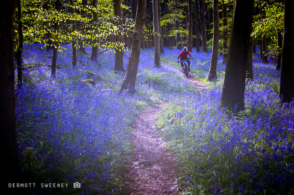 Too good to last? Unfortunately so, the bluebell display only lasts for a few weeks every April/May. But it never disappoints in this gem of a forest, just a tad distracting to ride amongst it.