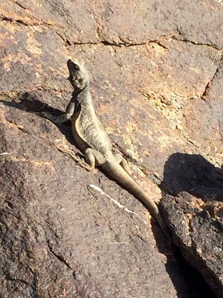 This Chuckwalla was about a foot long and whacked me with his tail hard.