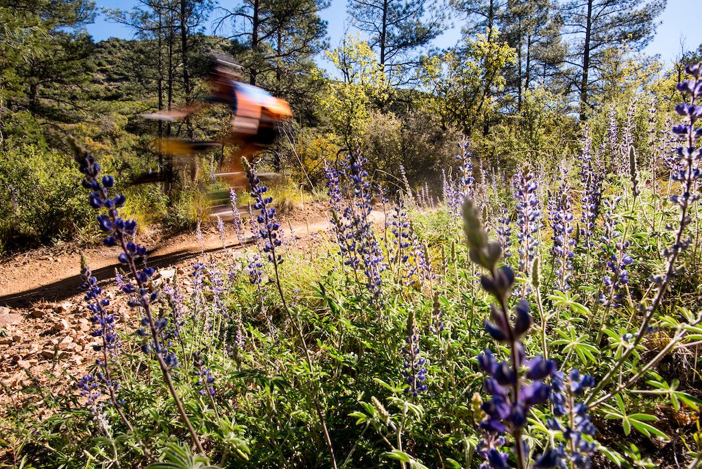 Lupines bloom on a fast descent Saturday.