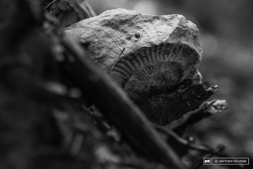 There are fossils everywhere through out the woods.